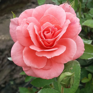Lososova barve z rozastim - Vrtnice Floribunda    